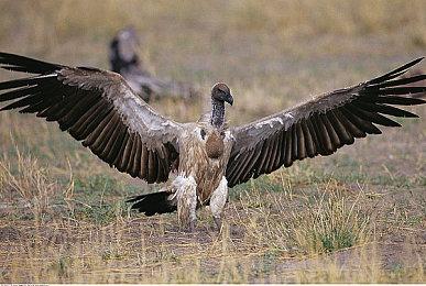 5080运行《无主之地4》4K＆最高画质＆DLSS 仍难稳60帧